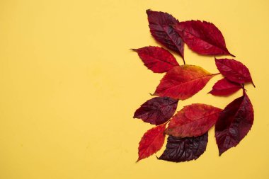 Sonbaharda düşen parlak kırmızı yapraklar sarı arka planda