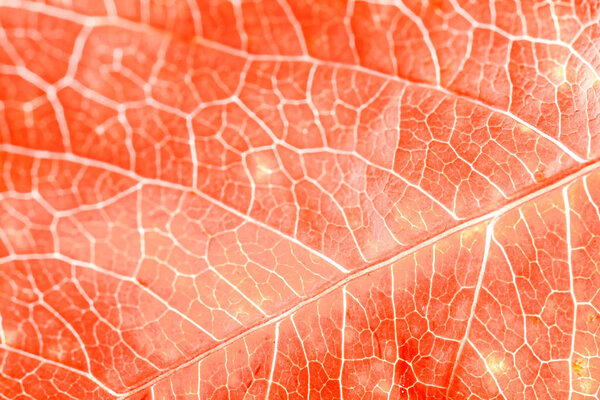 red autumn leaf close up