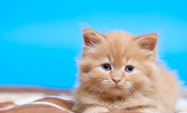 Mavi gözlü küçük kedi yavrusu, mavi sırtında bir battaniyeye uzanıyor.