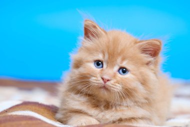 Mavi gözlü küçük kedi yavrusu, mavi sırtında bir battaniyeye uzanıyor.