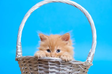 Mavi bir sepetin içinde mavi gözlü küçük kızıl kedi yavrusu.