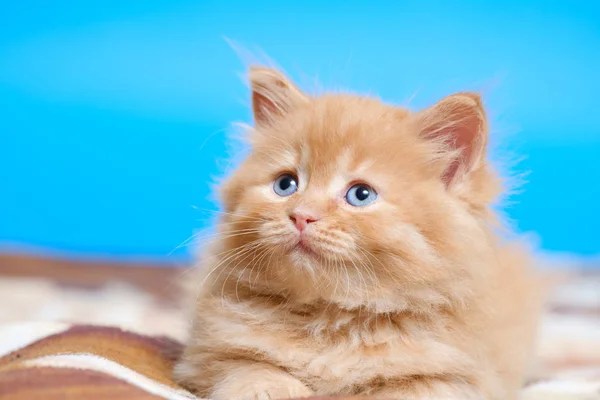Petit chaton aux yeux bleus repose sur une couverture sur un fond bleu — Photo