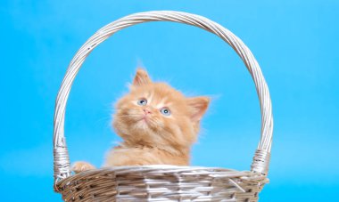 Mavi bir sepetin içinde mavi gözlü küçük kızıl kedi yavrusu.