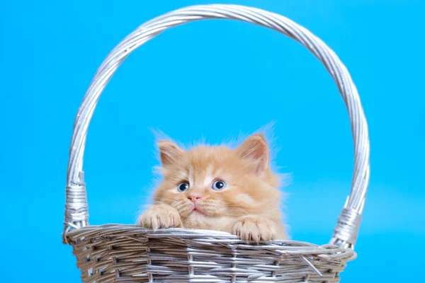 Petit chaton roux aux yeux bleus dans un panier en osier sur un bleu — Photo