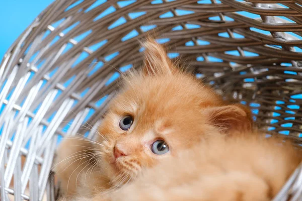 Petit chaton roux aux yeux bleus dans un panier en osier sur un bleu — Photo