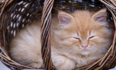 Küçük kedicik hasır bir sepetin içinde uyuyor.