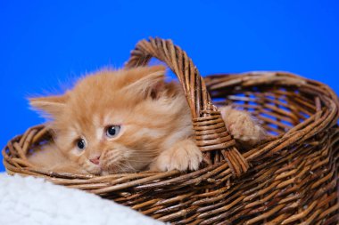 Mavi sırtında hasır bir sepette mavi gözlü küçük kedi yavrusu.