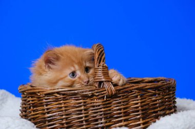 Mavi sırtında hasır bir sepette mavi gözlü küçük kedi yavrusu.