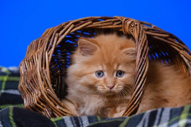 Mavi sırtında hasır bir sepette mavi gözlü küçük kedi yavrusu.