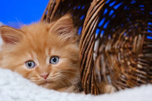 Little kitten with blue eyes in a wicker basket on a blue backgr — Stock Photo, Image