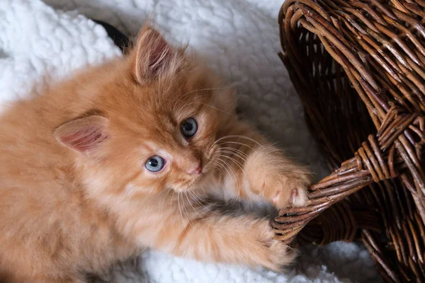 Petit chaton aux yeux bleus avec un panier en osier — Photo