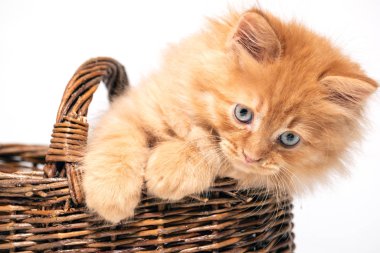 Mavi gözlü küçük kedi yavrusu hasır sepetin içinde beyaz bir sırt üzerinde