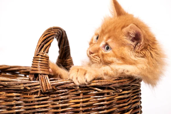 Little kitten with blue eyes in a wicker basket on a white backg — 스톡 사진