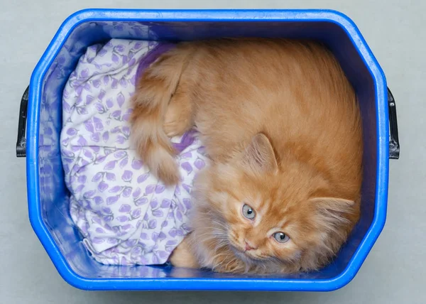 Jovem gato de gengibre encontra-se em um balde de plástico — Fotografia de Stock