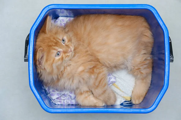 Jeune chat roux se trouve dans un seau en plastique — Photo
