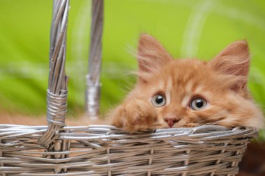 Yeşil bir arka planda hasır sepetteki güzel kızıl kedi.