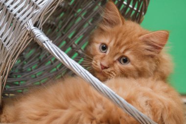 Yeşil bir arka planda hasır sepetteki güzel kızıl kedi.