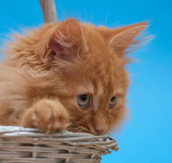 Beau Chat Roux Dans Panier Osier Sur Fond Bleu — Photo