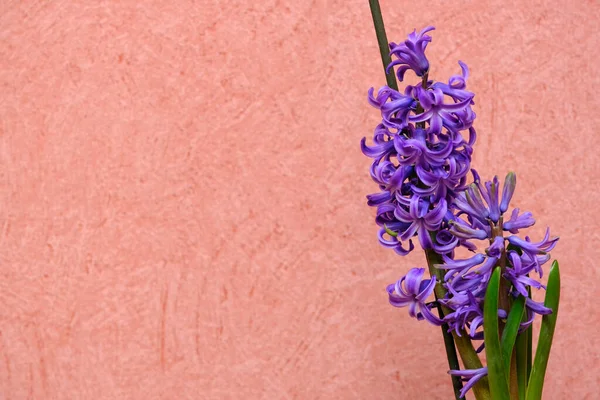 ピンクの花を背景に美しい紫色のヒヤシンスの花を咲かせます — ストック写真