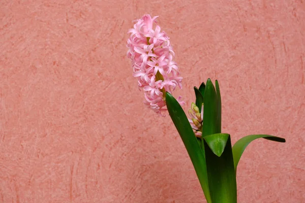 Beautiful Pink Blooming Hyacinth Flower Background Blue Wall — Stock Photo, Image