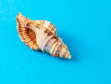 Mavi bir sırt grubunda deniz kabuğunun yakın plan fotoğrafı.