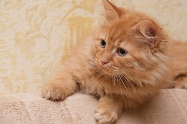 Güzel, genç, kırmızı kedi duvarın yakınındaki bir yatakta yatıyor.