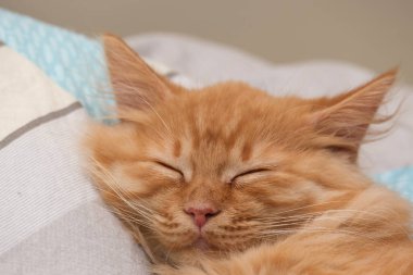 Güzel, genç, kızıl kedi yatakta uyuyor.