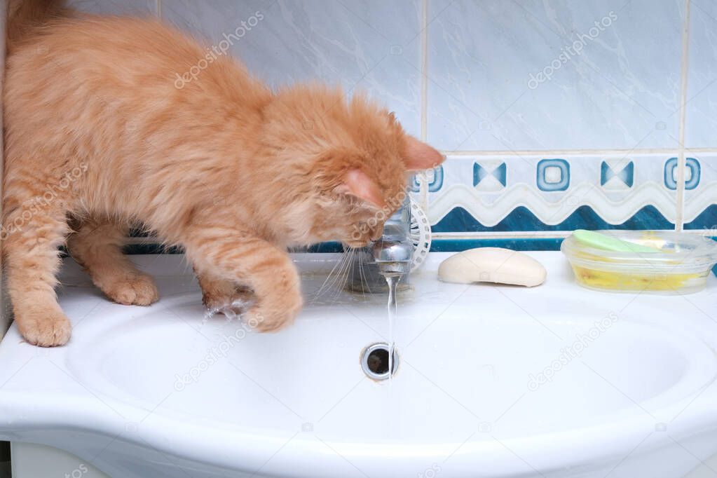 beautiful young red cat on the sink washes its paws with tap wate