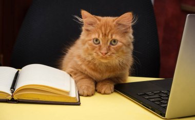 Güzel kedi günlüğün ve dizüstü bilgisayarın yanındaki masada oturuyor.