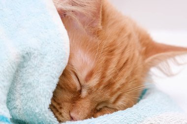Güzel kırmızı kedi battaniyeye sarılmış uyuyor.