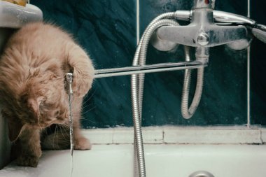 Güzel genç kedi banyoda musluk suyu içiyor.