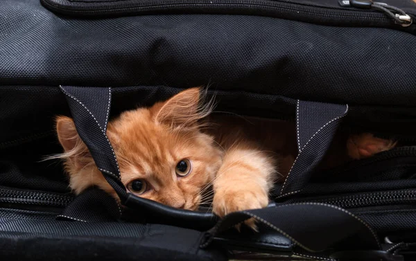 Bellissimo Giovane Gatto Dai Capelli Rossi Seduto Una Borsa — Foto Stock