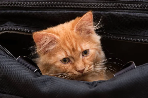 Beau Jeune Chat Roux Assis Dans Sac — Photo