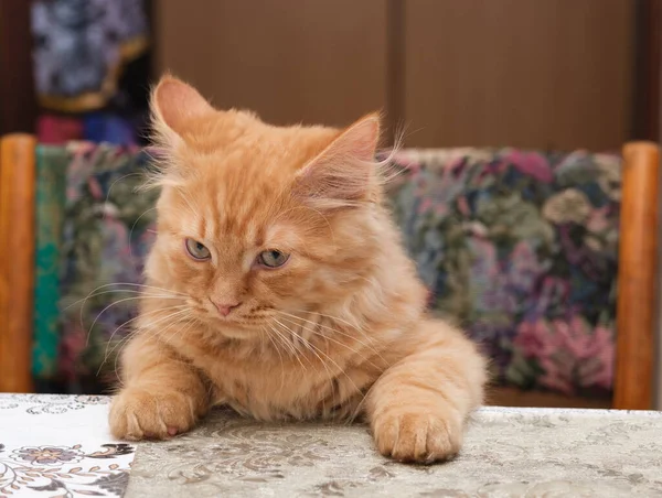 Beautiful Young Ginger Cat Sitting Kitchen Tabl — Stock Photo, Image