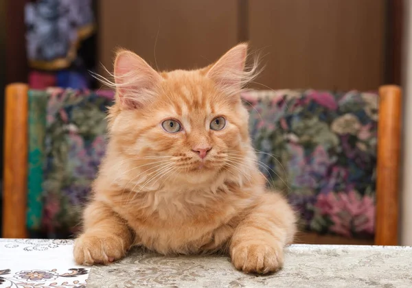 Beautiful Young Ginger Cat Sitting Kitchen Table — Stock Photo, Image