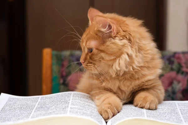 beautiful young ginger cat is sitting in front of a large open boo