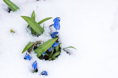 Güzel bahar çiçekleri karların üzerinde.
