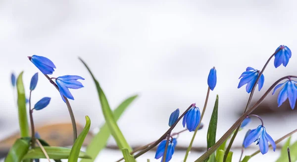 Mooie Lente Bloeiende Bluebell Bloemen Een Witte Backgroun — Stockfoto