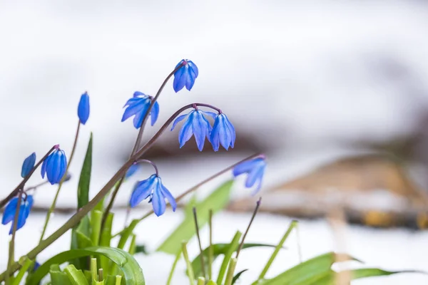 Mooie Lente Bloeiende Bluebell Bloemen Sneeuw — Stockfoto