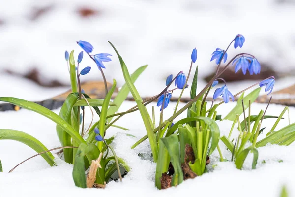 Mooie Lente Bloeiende Bluebell Bloemen Sno — Stockfoto