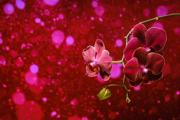 Belle Orchidée Pourpre Fleurissant Sur Fond Cramoisi Avec Boke — Photo