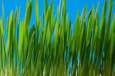 mavi arka planda yeşil çimenler