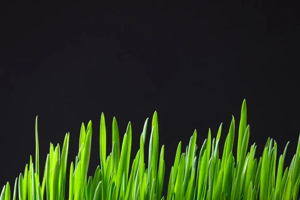 Green Young Grass Black Background — Stock Photo, Image