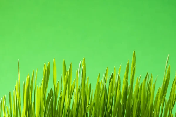 Green Young Grass Green Backgroun — Stock Photo, Image