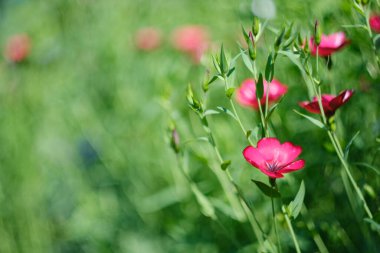Yeşil bulanık bir arka grubunda güzel bir keten çiçeğinin fotoğrafı