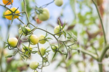 Bulanık bir arkaplanda domates dalında büyüyen fotoğraf