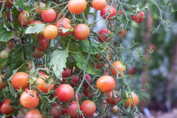 Foto Crescendo Ramo Tomates Fundo Embaçado — Fotografia de Stock