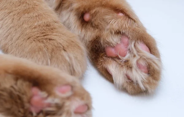 beautiful fluffy with pink paw pads of a cat close-u