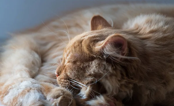 Beau Chat Rouge Dort Recroquevillé Gros Plan — Photo