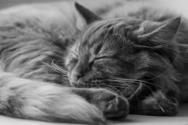 Красивий Пухнастий Кіт Спить Скручений Крупним Планом — стокове фото